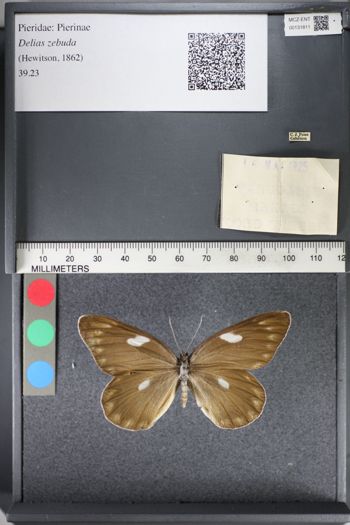 Media type: image;   Entomology 131811